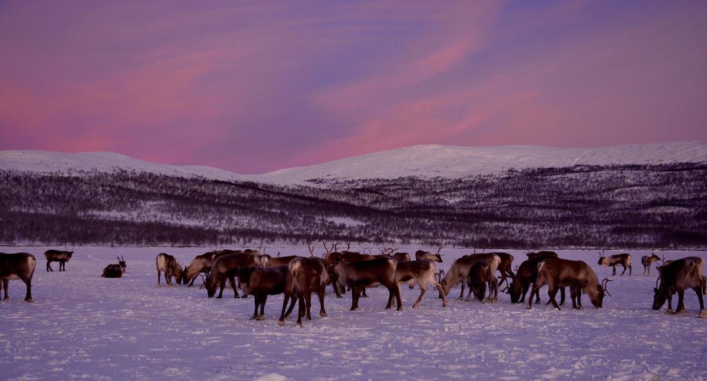 فيلا Kilpisjaerven Tunturimajat Kilpisjärvi الغرفة الصورة