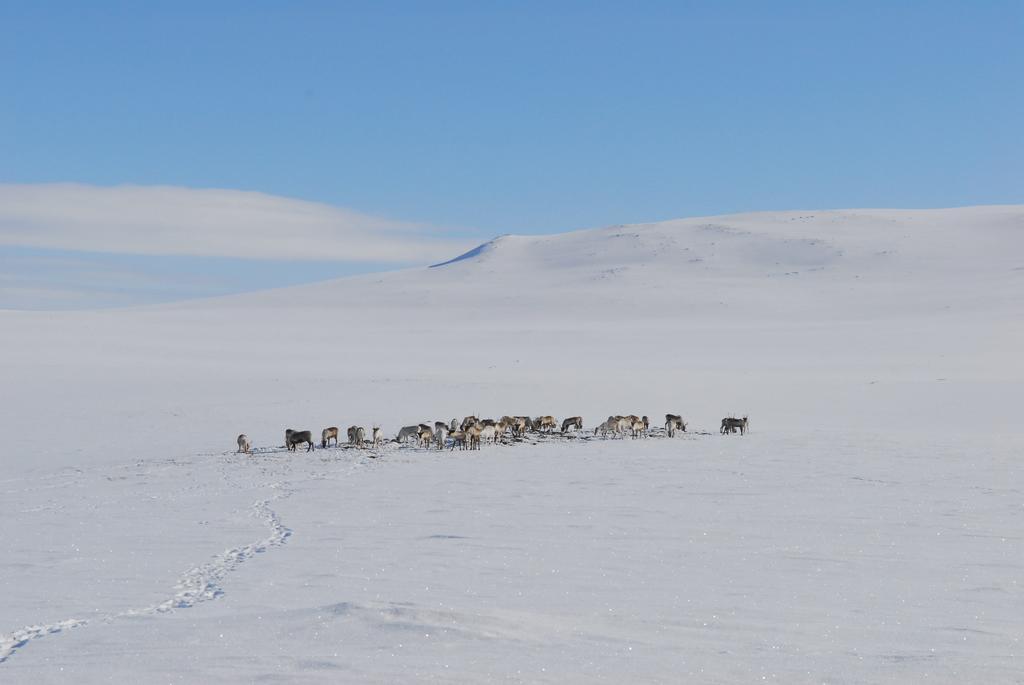 فيلا Kilpisjaerven Tunturimajat Kilpisjärvi المظهر الخارجي الصورة